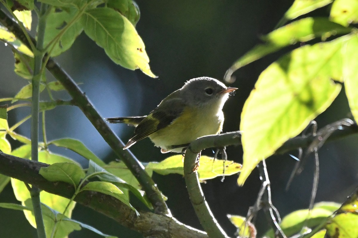 American Redstart - ML623498643