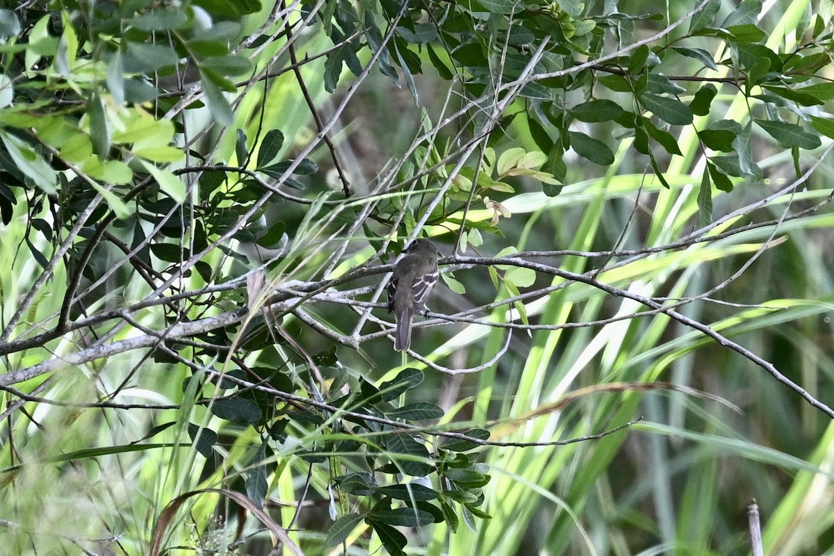 Empidonax sp. - ML623498646