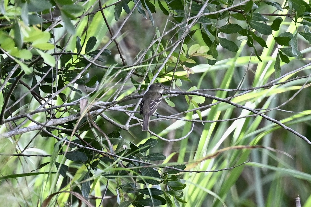 Empidonax sp. - ML623498647