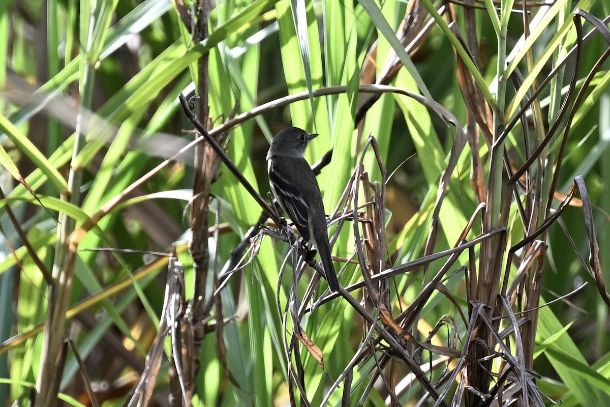 Empidonax sp. - ML623498648