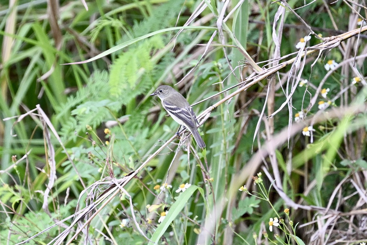 Empidonax sp. - ML623498649