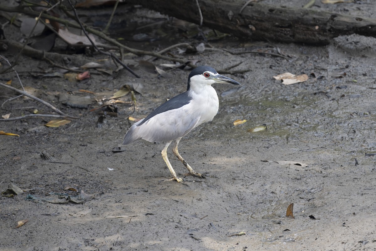 Black-crowned Night Heron - ML623498650