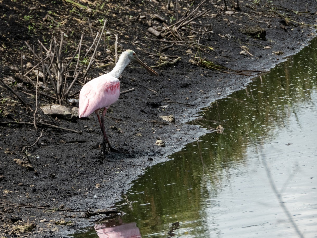 Roseate Spoonbill - ML623498651