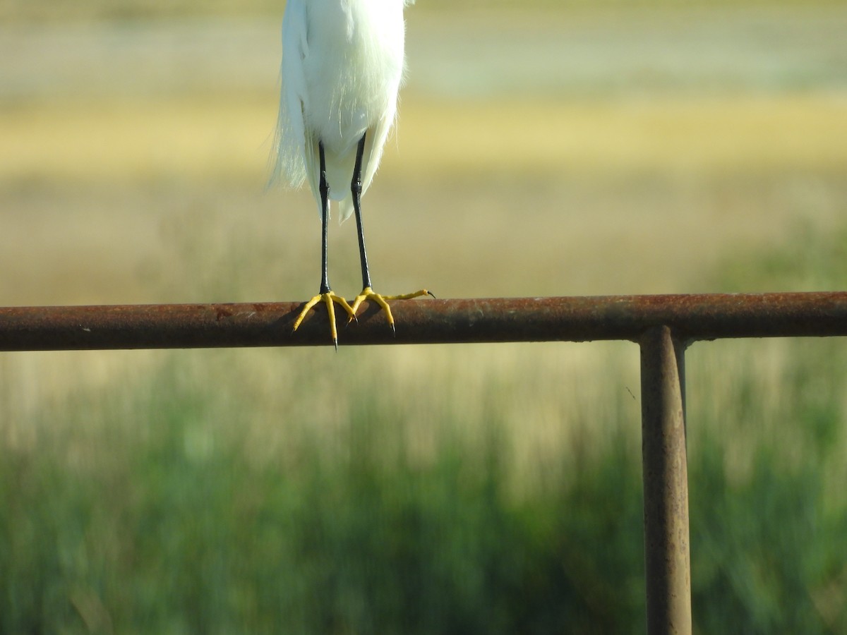 Snowy Egret - ML623498652