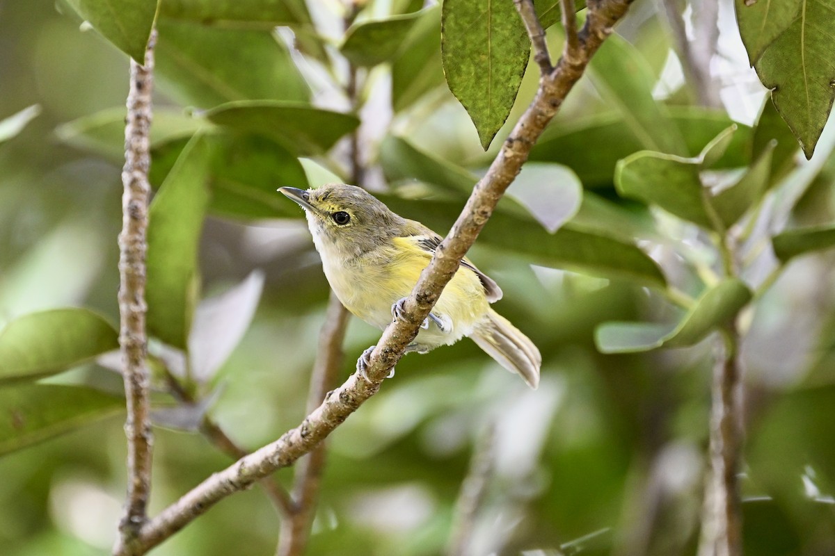 White-eyed Vireo - ML623498653