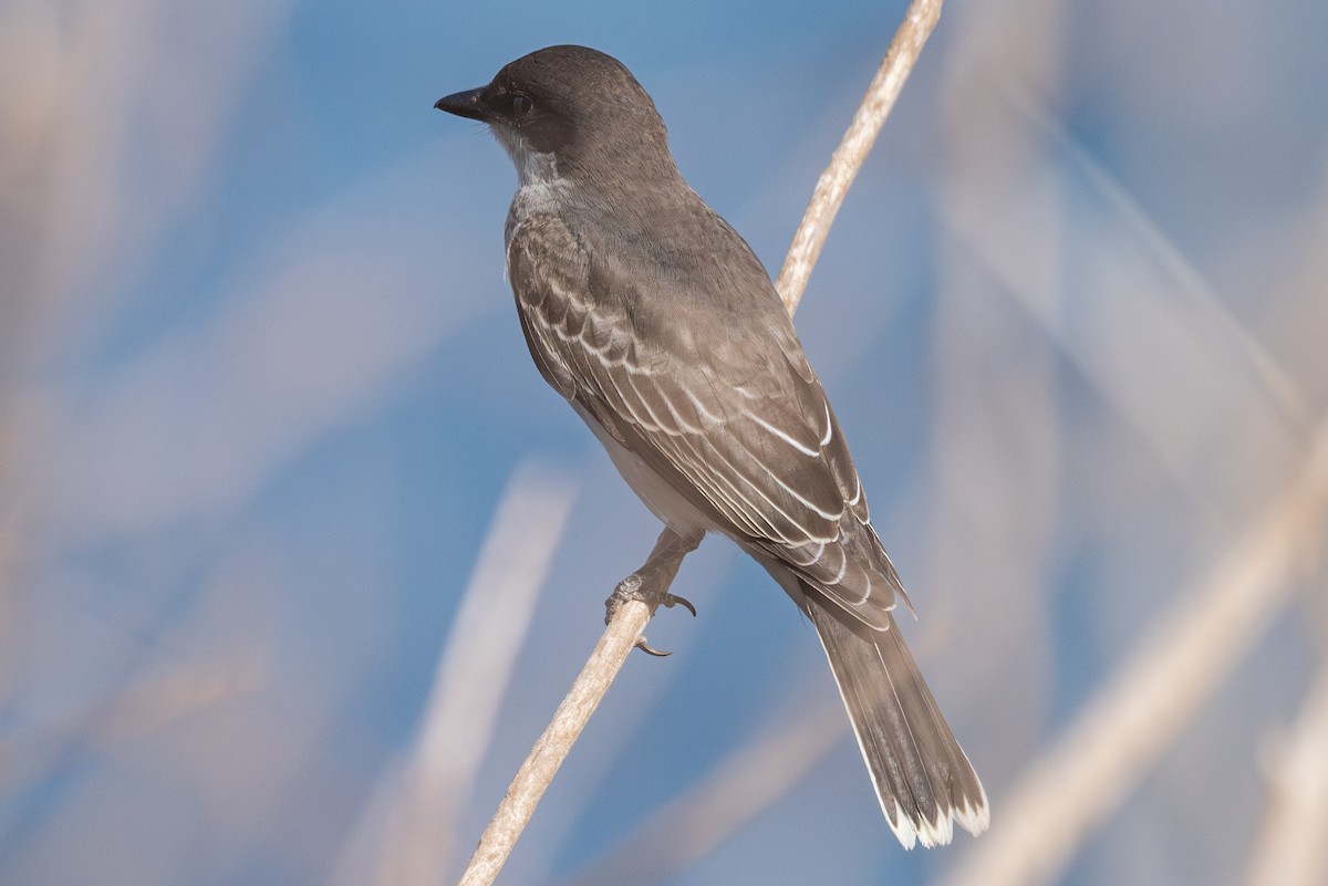 Eastern Kingbird - ML623498654