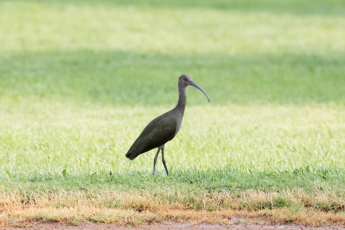 White-faced Ibis - ML623498702