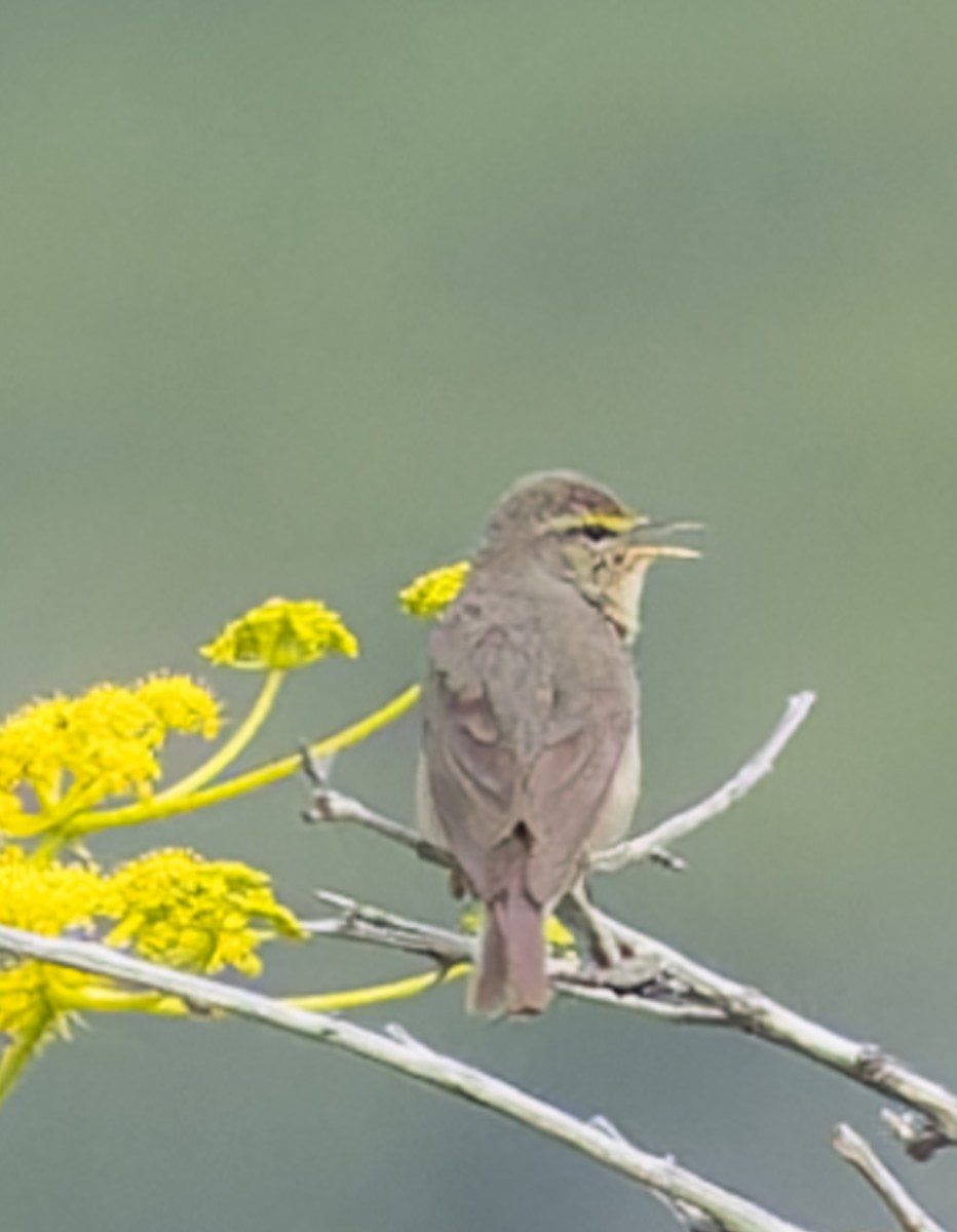 Mosquitero del Pamir - ML623498719