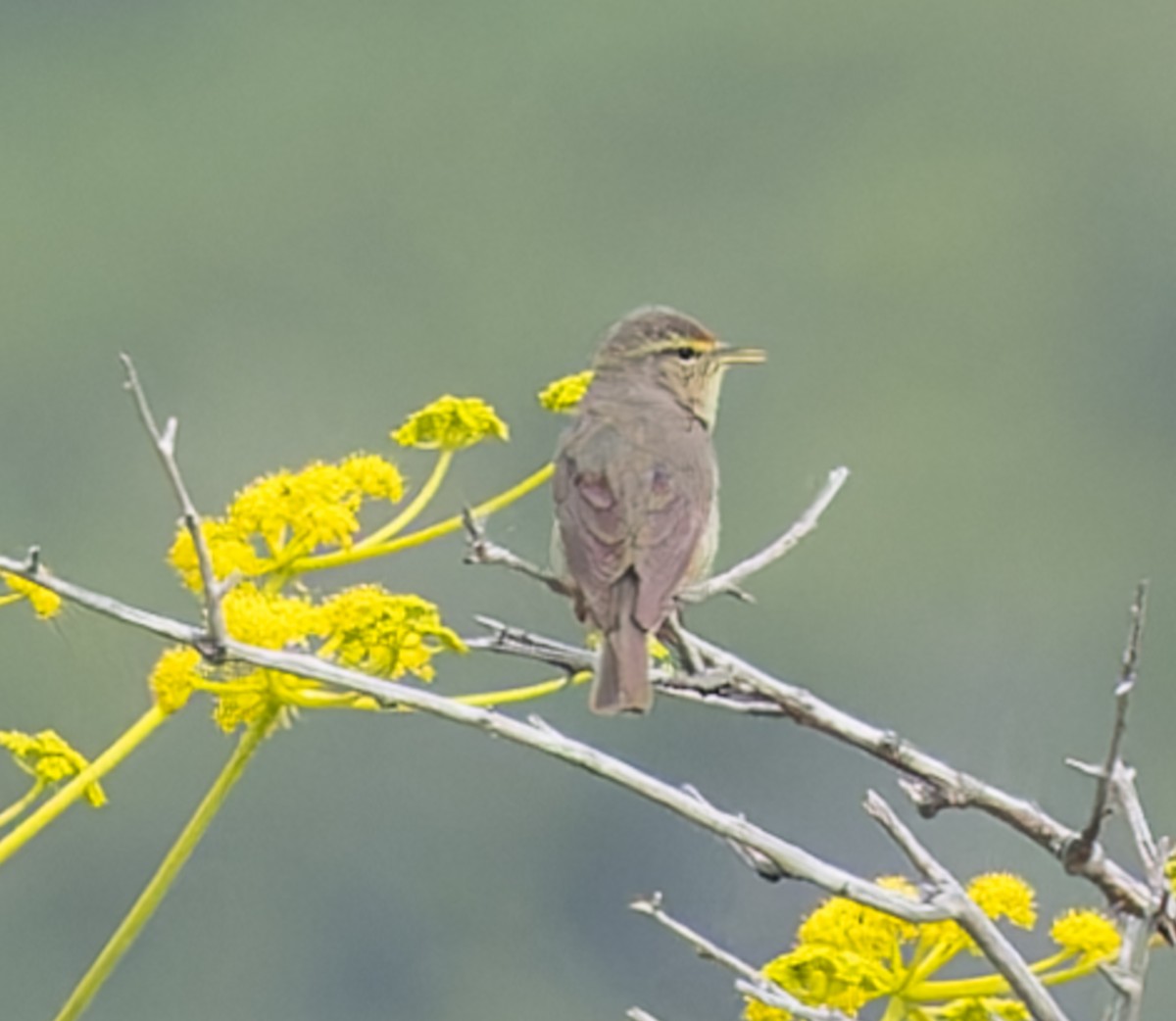 Sulphur-bellied Warbler - ML623498721