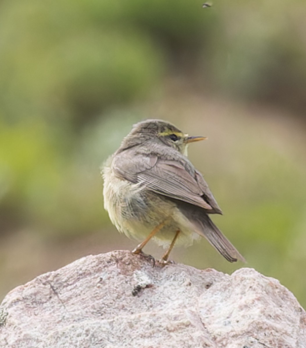 Mosquitero del Pamir - ML623498722