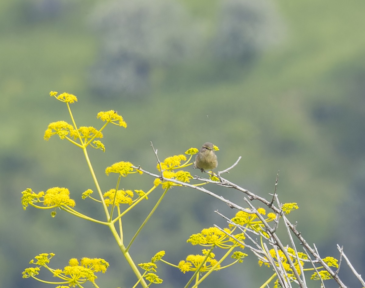 Sulphur-bellied Warbler - ML623498723