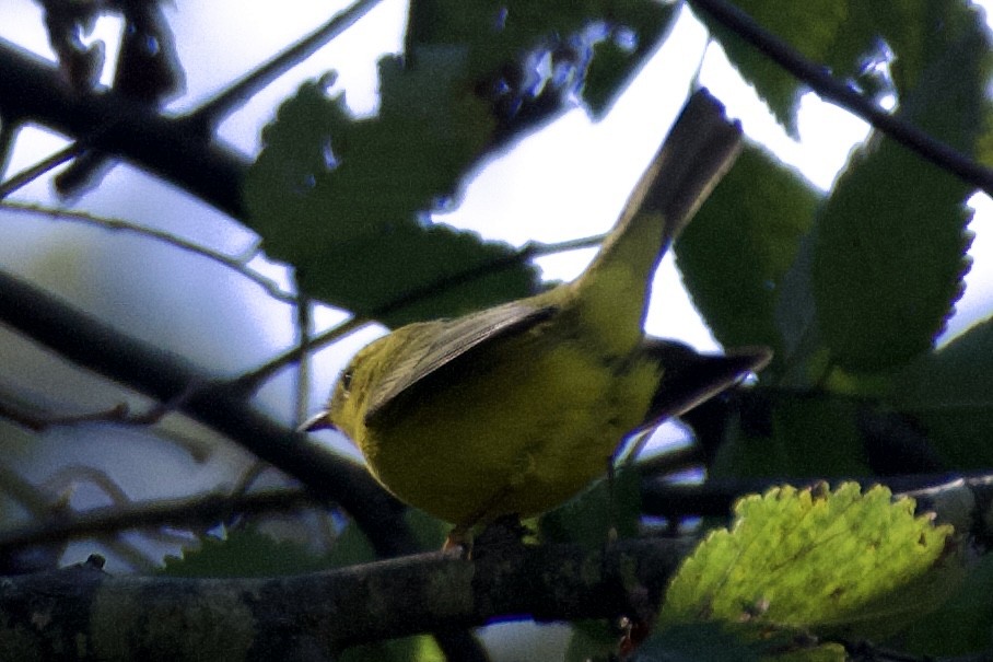 Wilson's Warbler - ML623498725