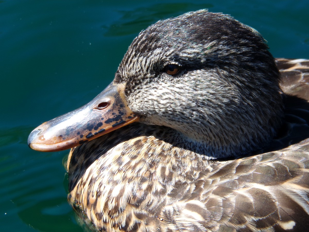 Mallard - ML623498737