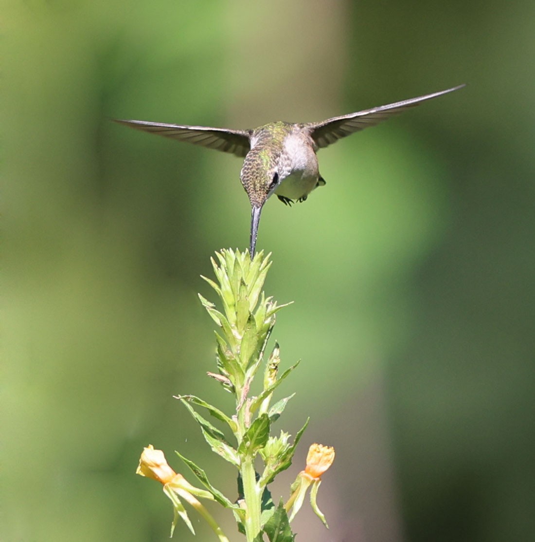 Ruby-throated Hummingbird - David Gibson