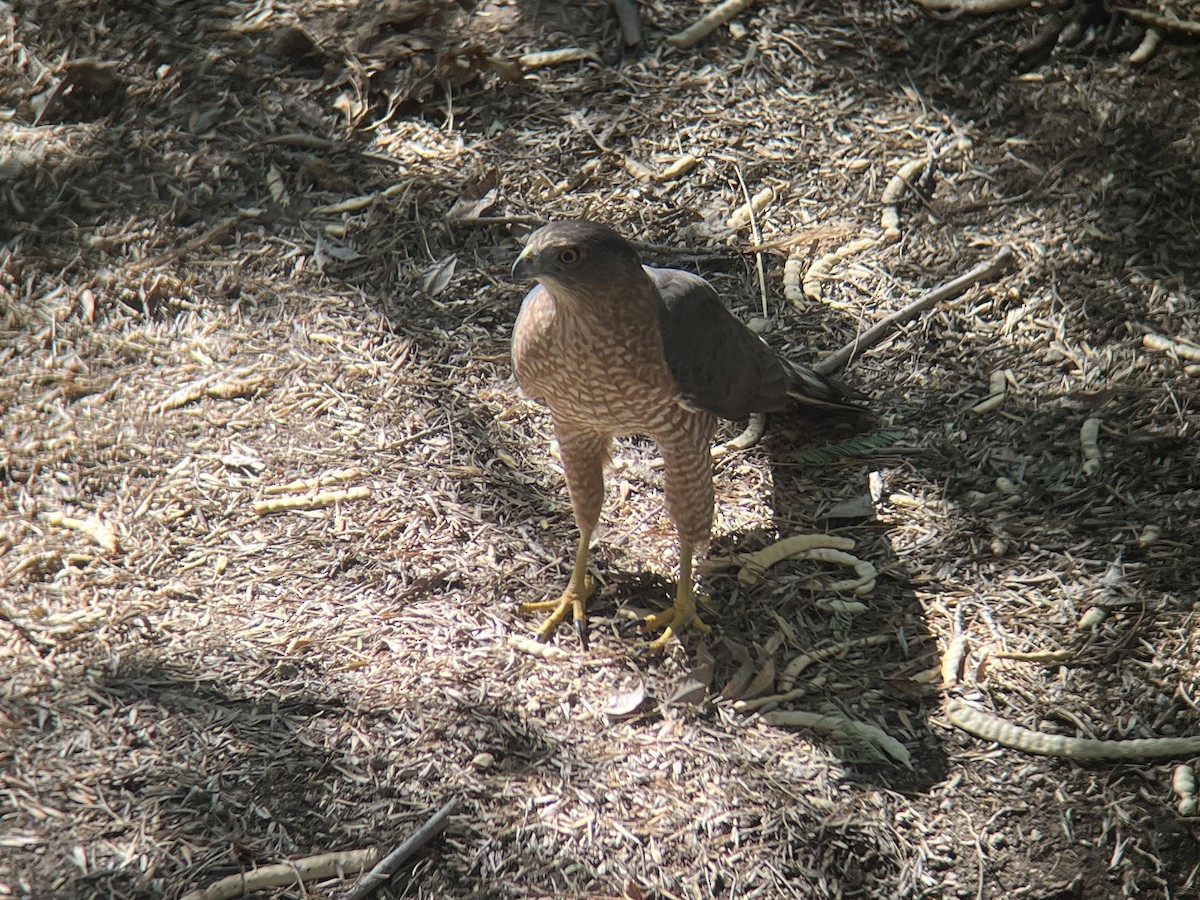 Cooper's Hawk - ML623498871