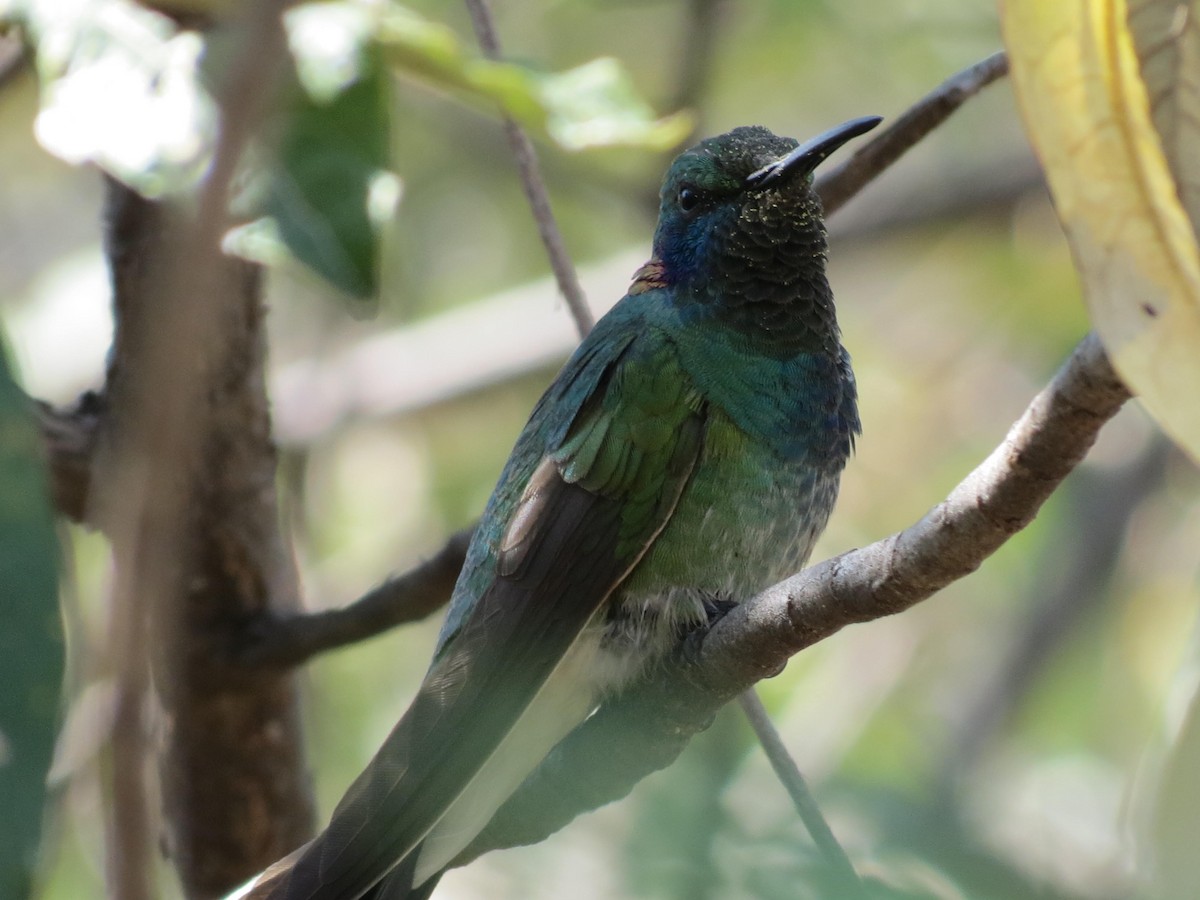 White-vented Violetear - ML623498903