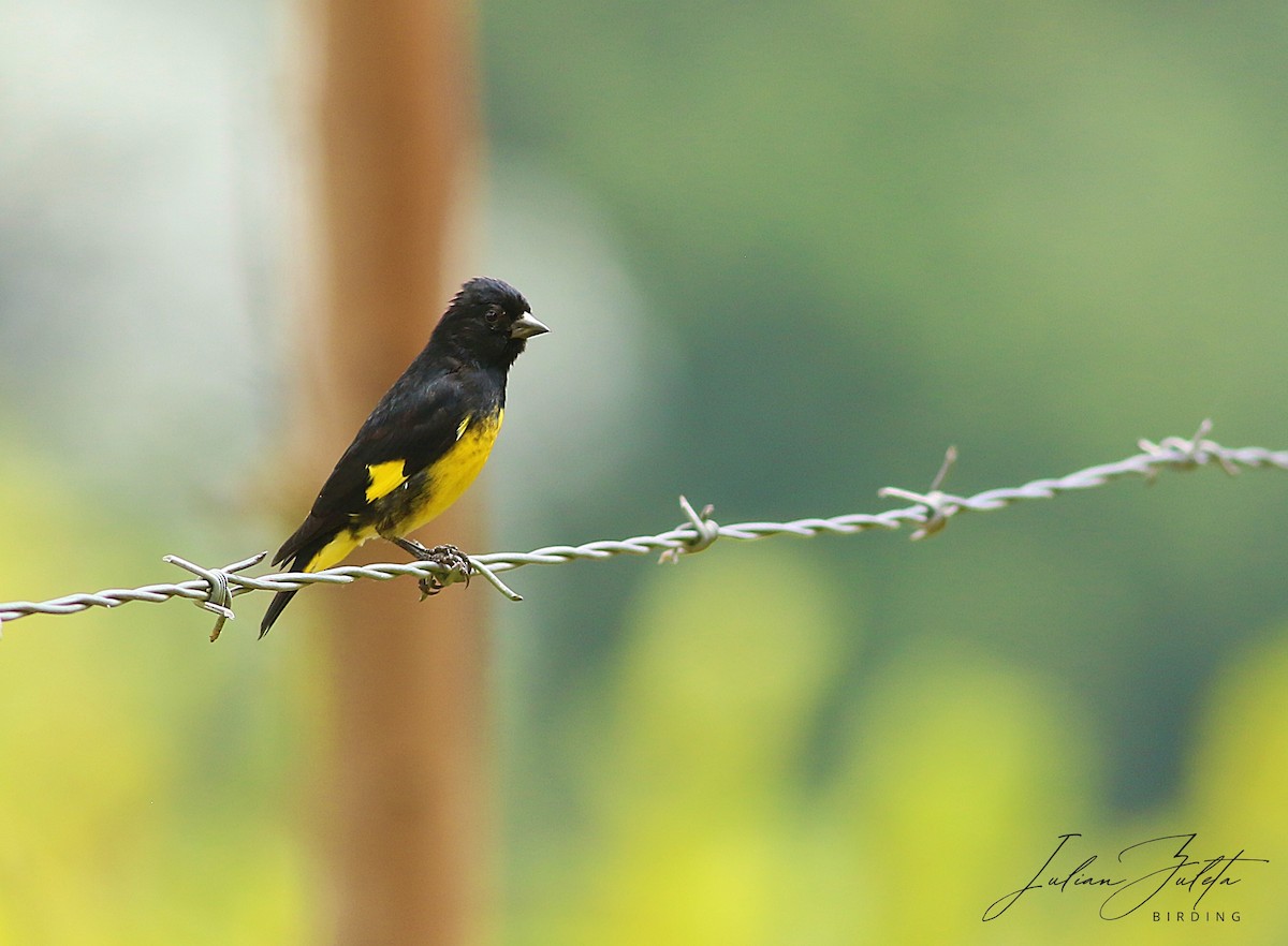 Yellow-bellied Siskin - ML623498922