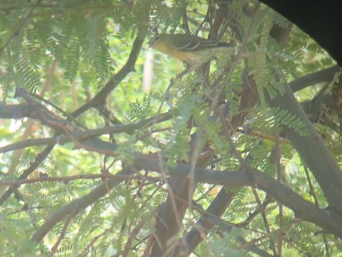 Blackpoll Warbler - ML623498927
