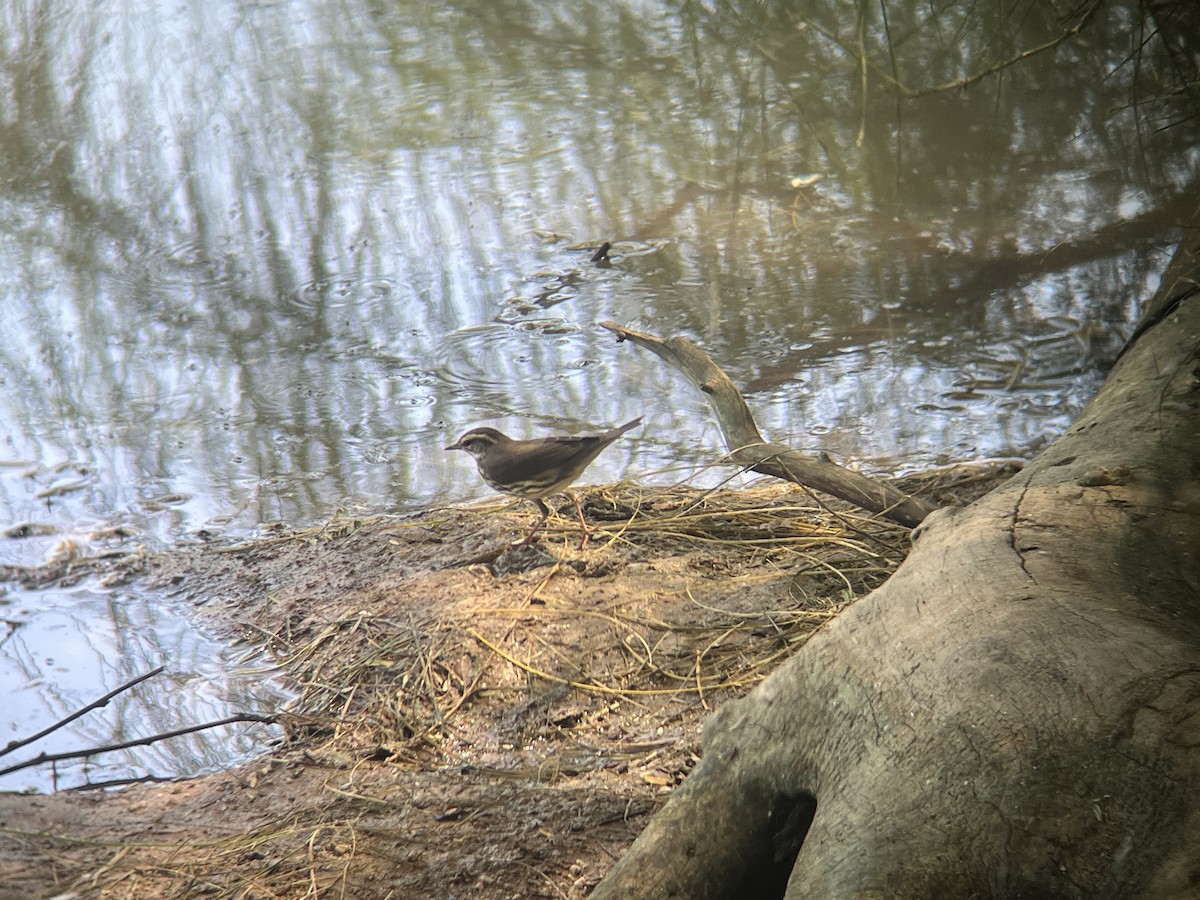 Northern Waterthrush - ML623498951