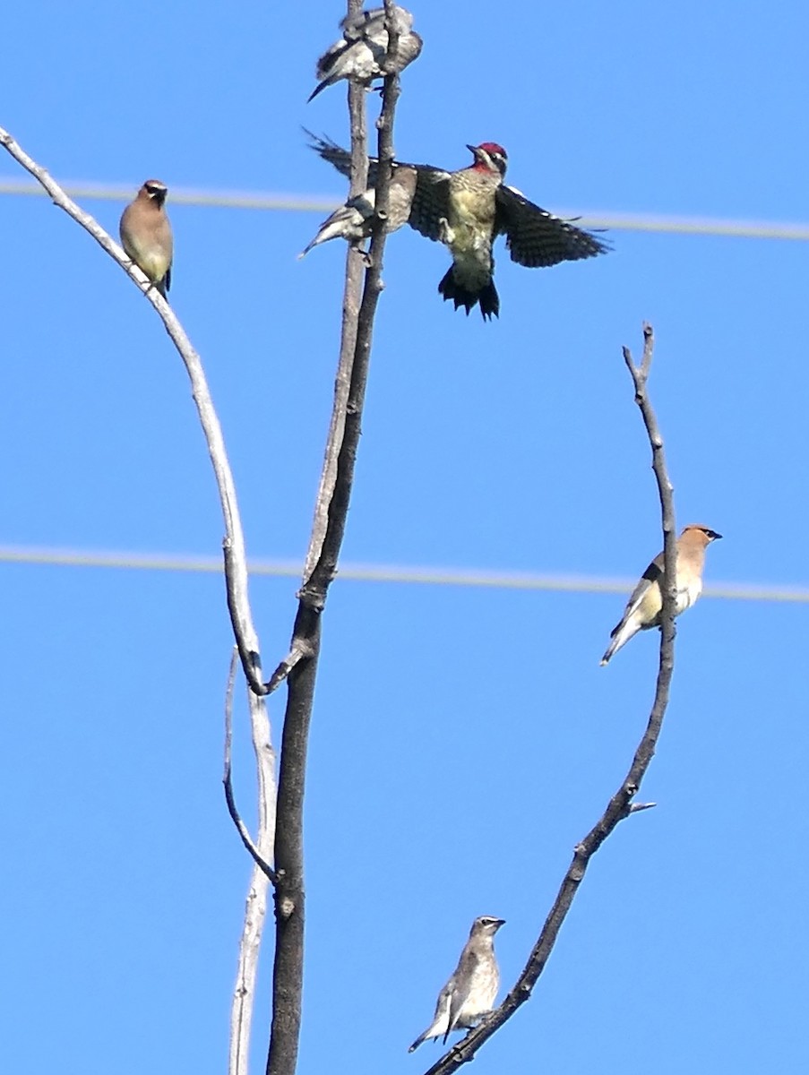 Red-naped Sapsucker - ML623498990