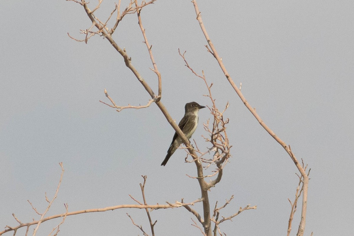 Olive-sided Flycatcher - ML623499069