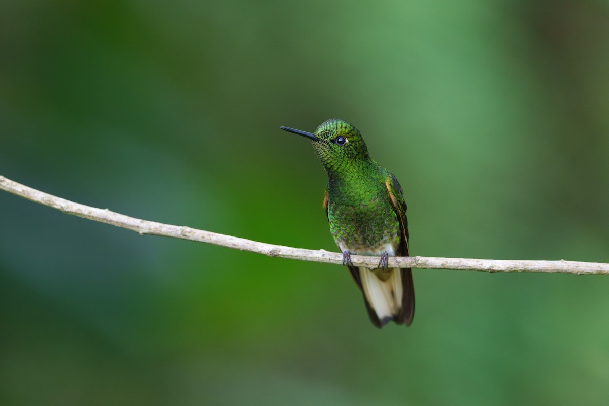 Buff-tailed Coronet - ML623499136