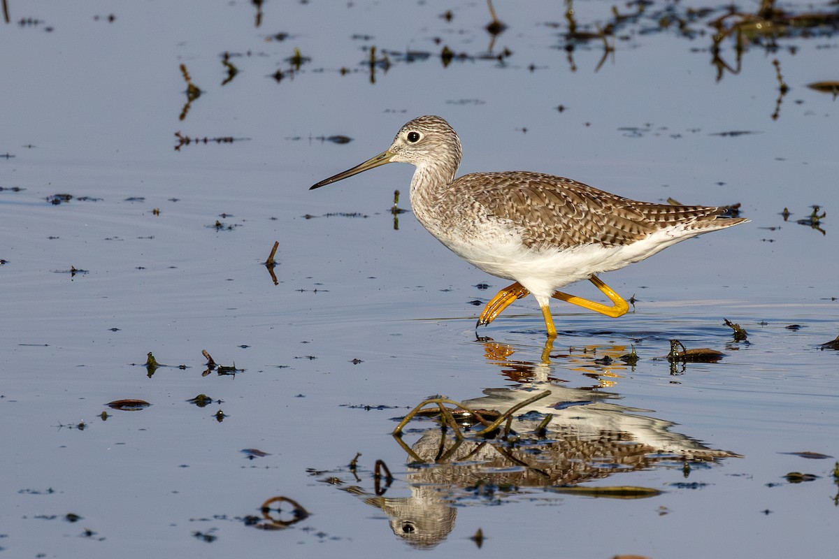 Greater Yellowlegs - ML623499142