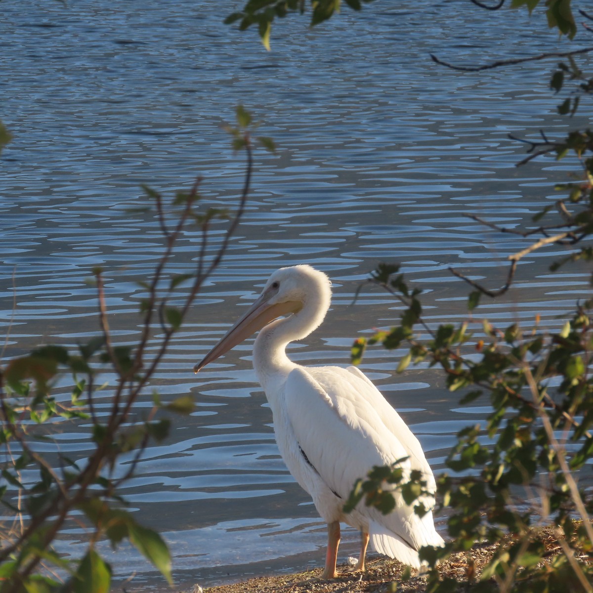 American White Pelican - ML623499143