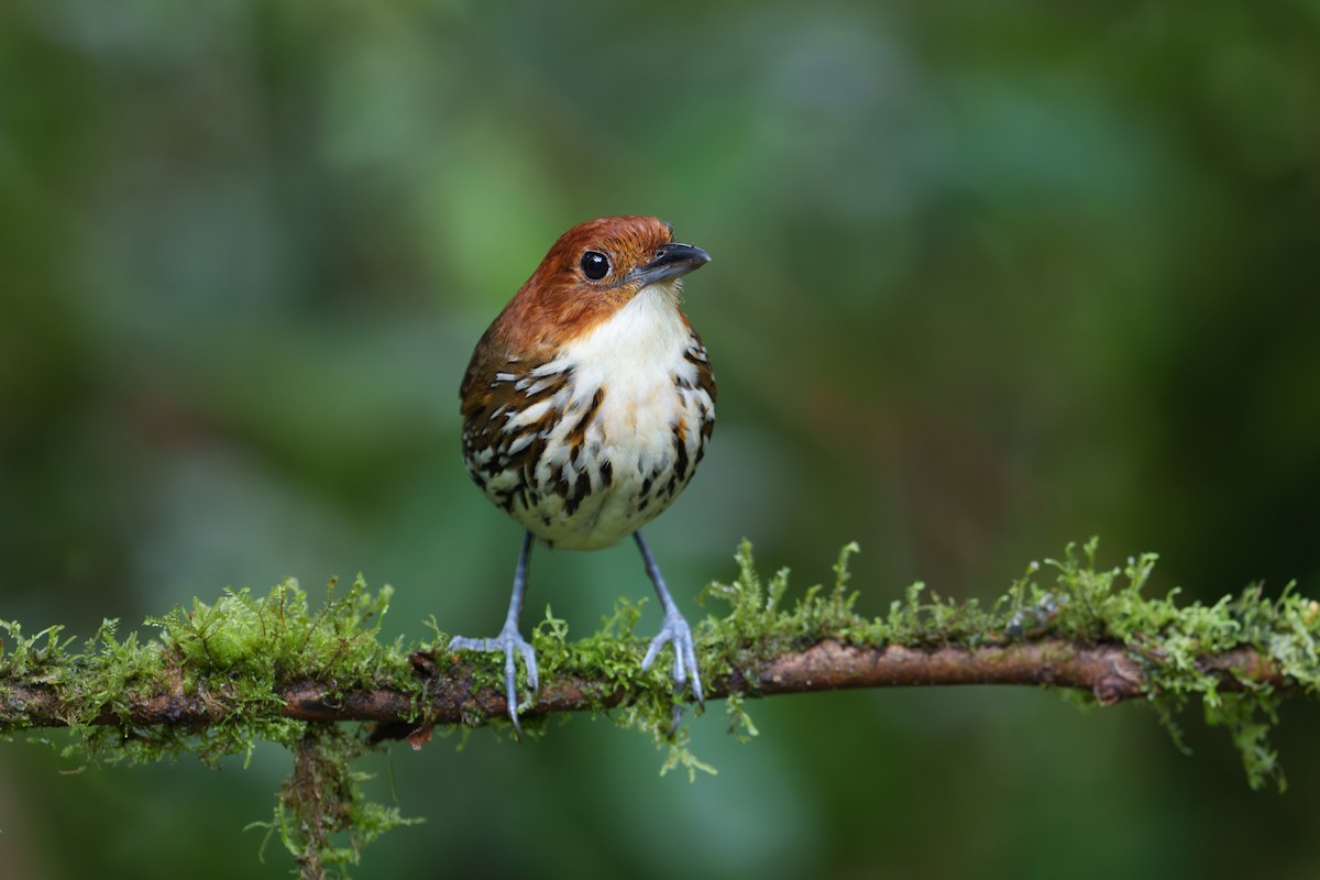 Chestnut-crowned Antpitta - ML623499163