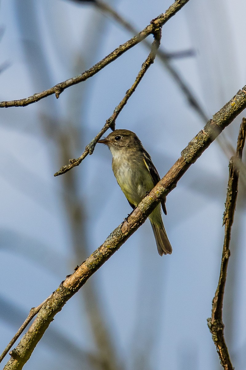 Least Flycatcher - ML623499188