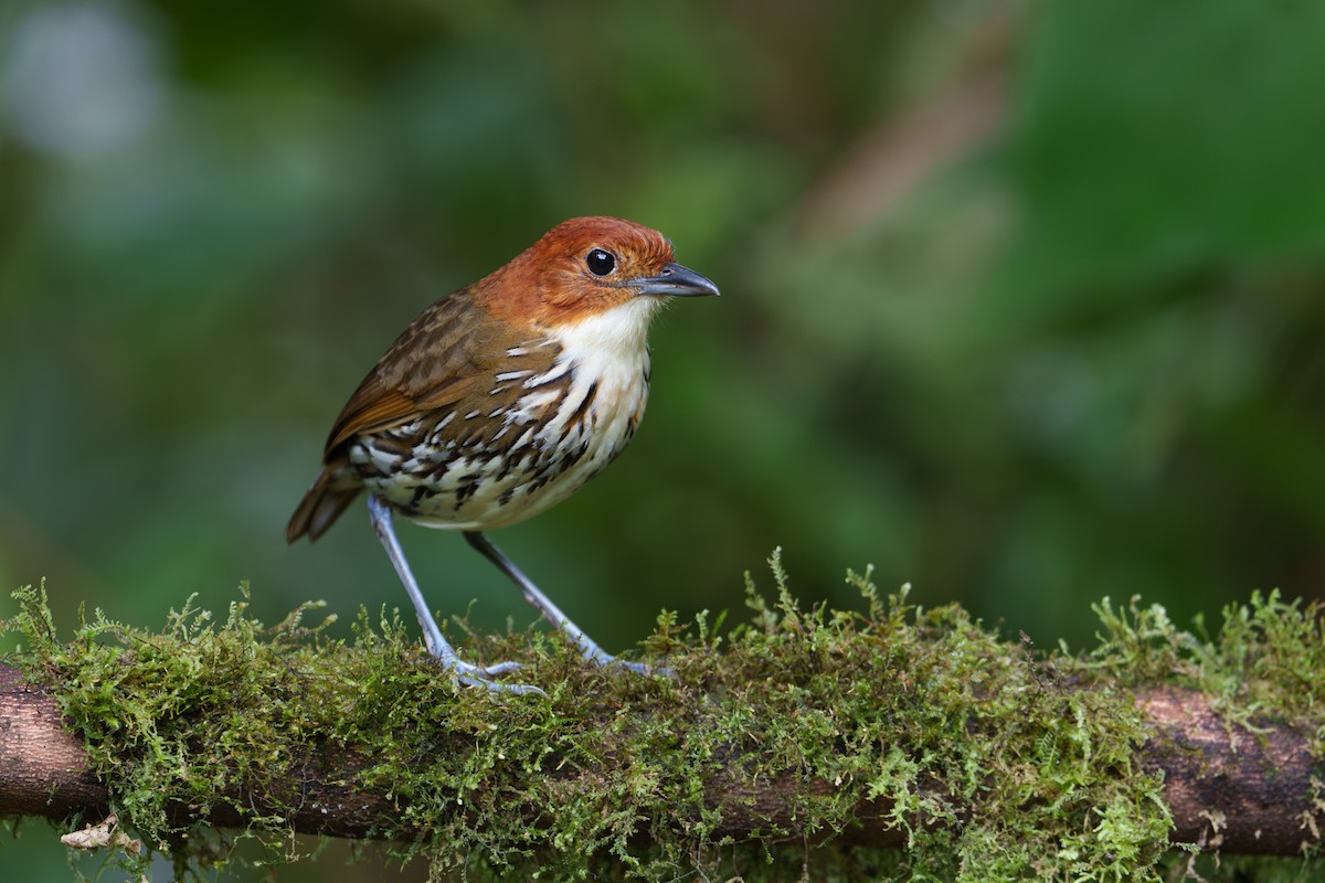 Chestnut-crowned Antpitta - ML623499218