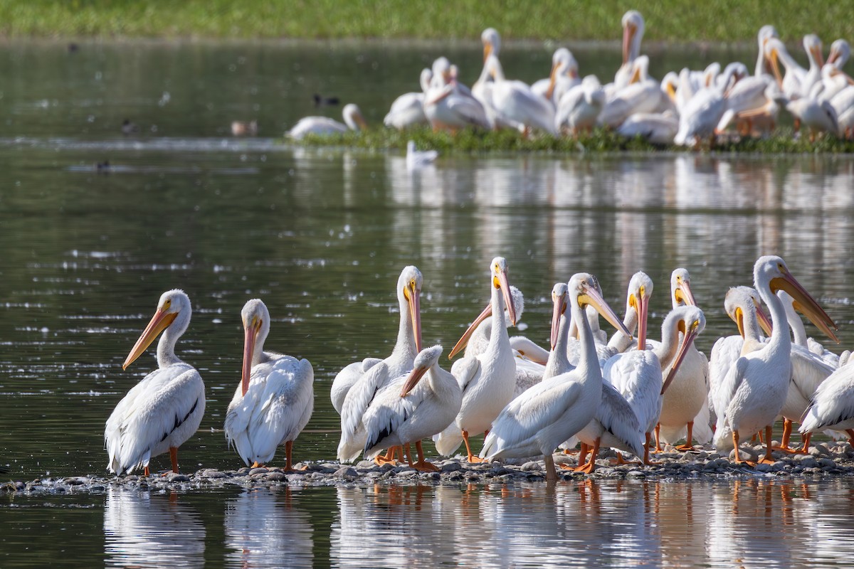 American White Pelican - ML623499222