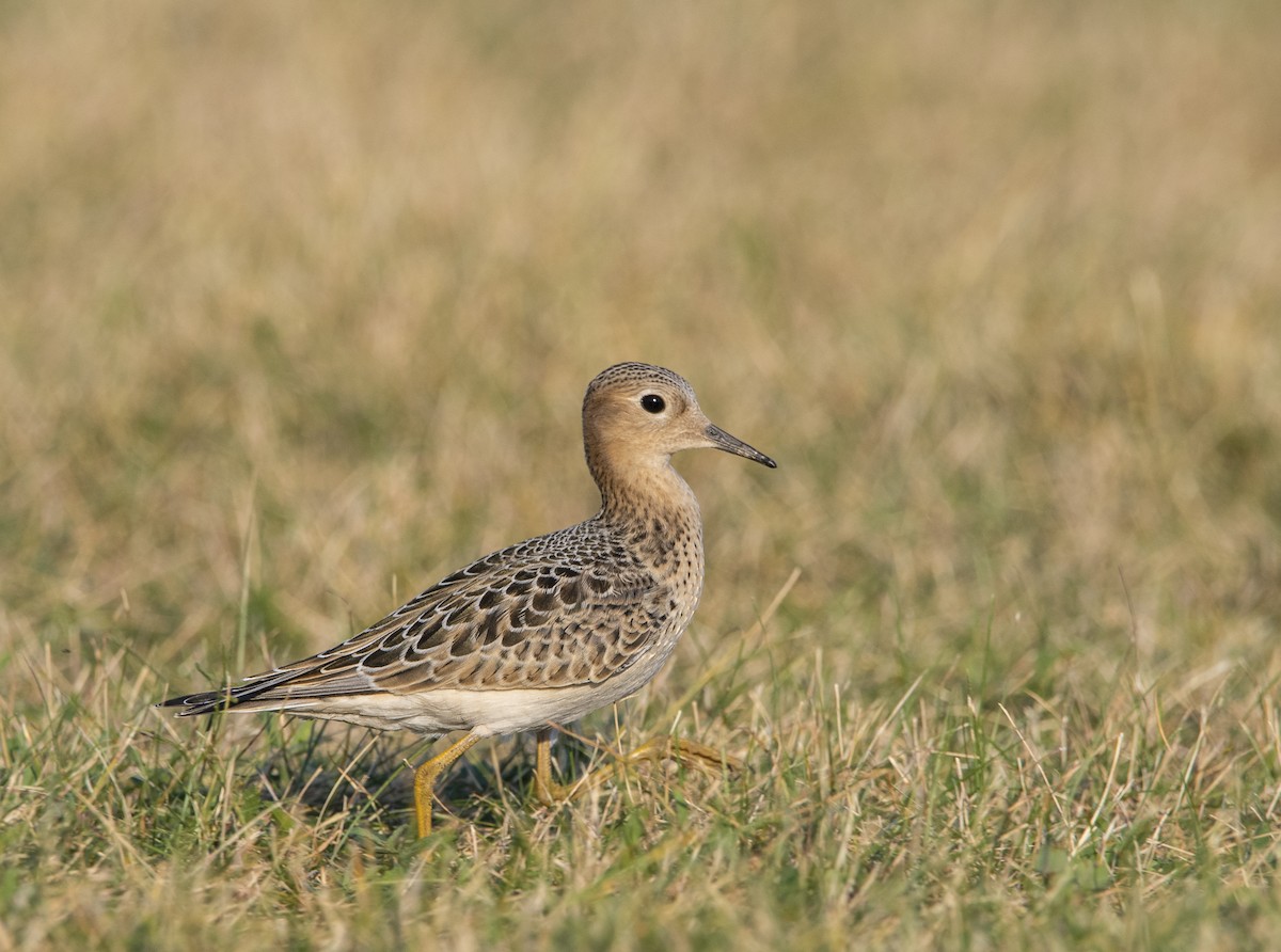 Buff-breasted Sandpiper - ML623499303