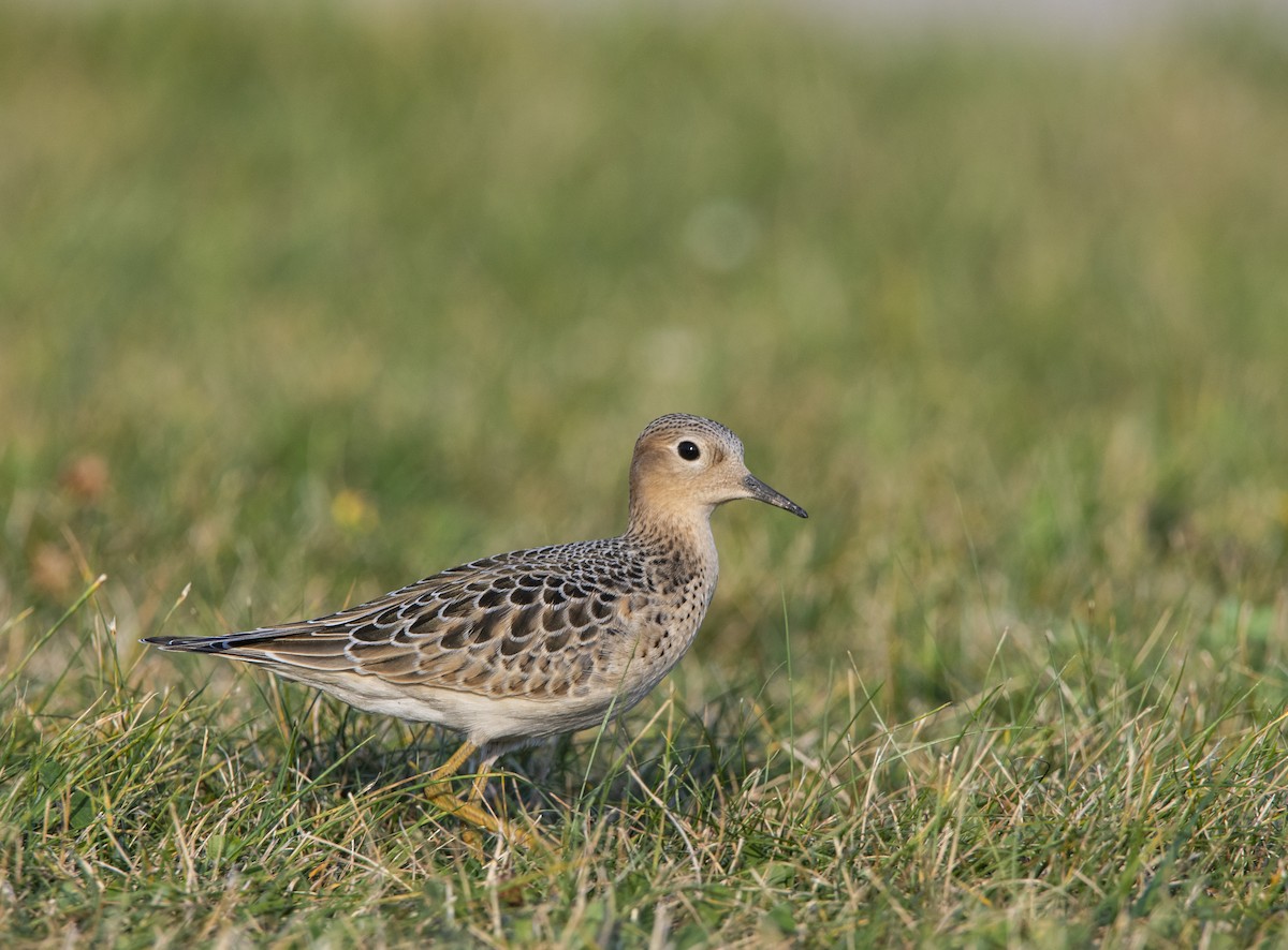 Buff-breasted Sandpiper - ML623499304