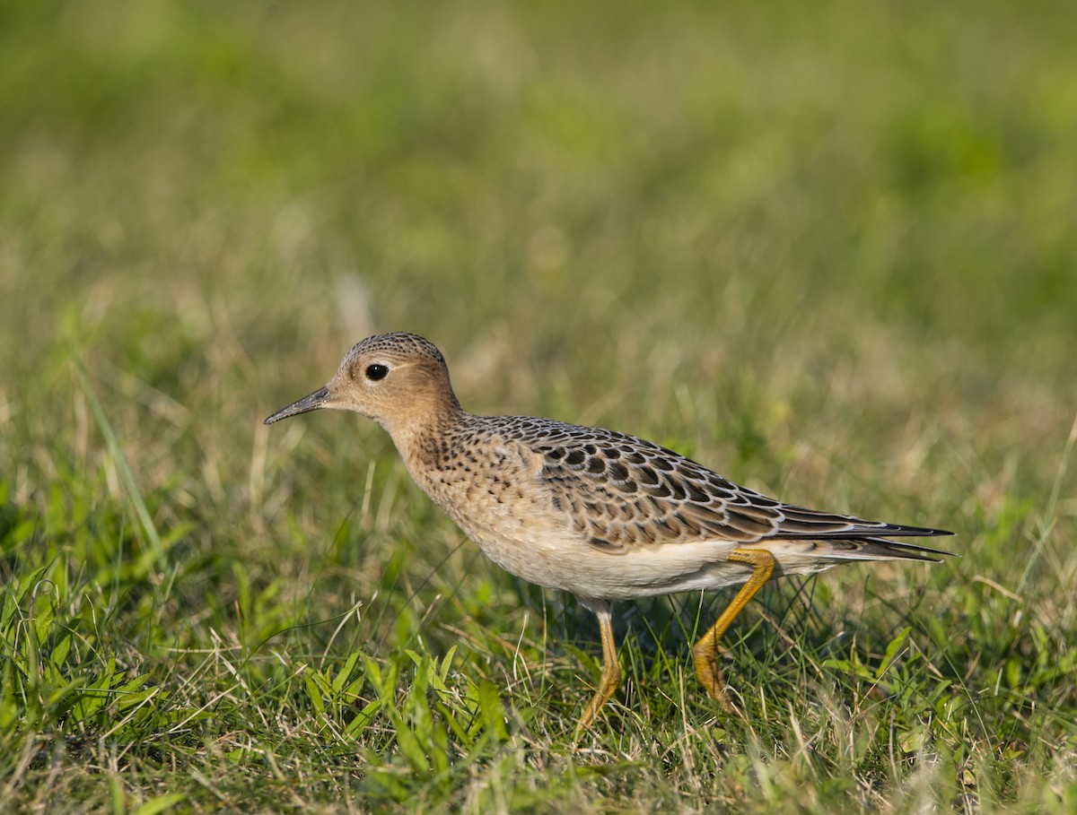 Buff-breasted Sandpiper - ML623499306