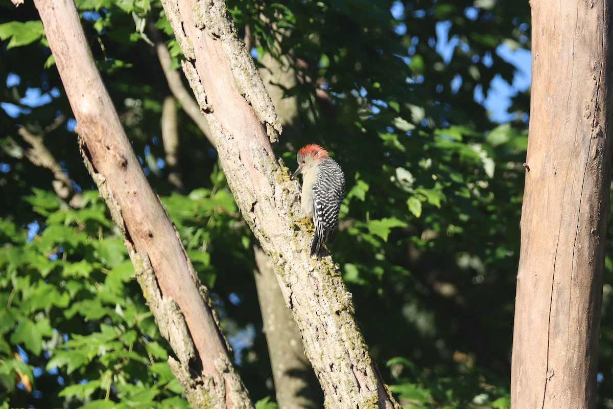 Red-bellied Woodpecker - ML623499328