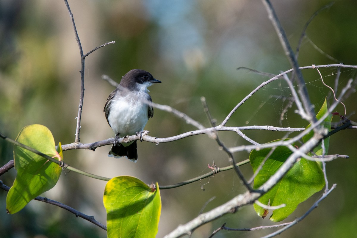 Eastern Kingbird - ML623499346