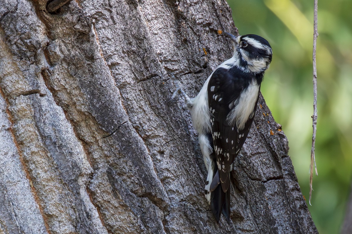 Downy Woodpecker - ML623499373