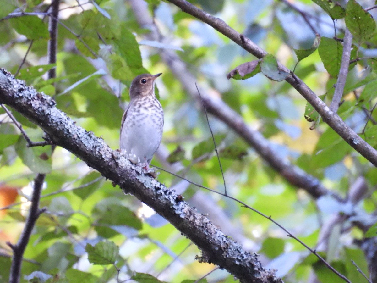 Swainson's Thrush - ML623499392