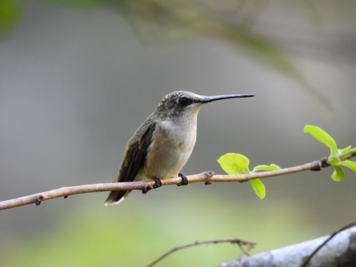 Ruby-throated Hummingbird - ML623499425