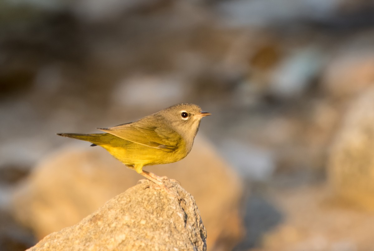 MacGillivray's Warbler - ML623499476