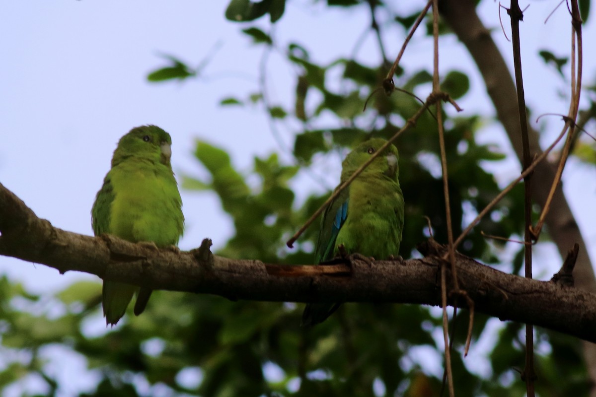 Mexican Parrotlet - ML623499492