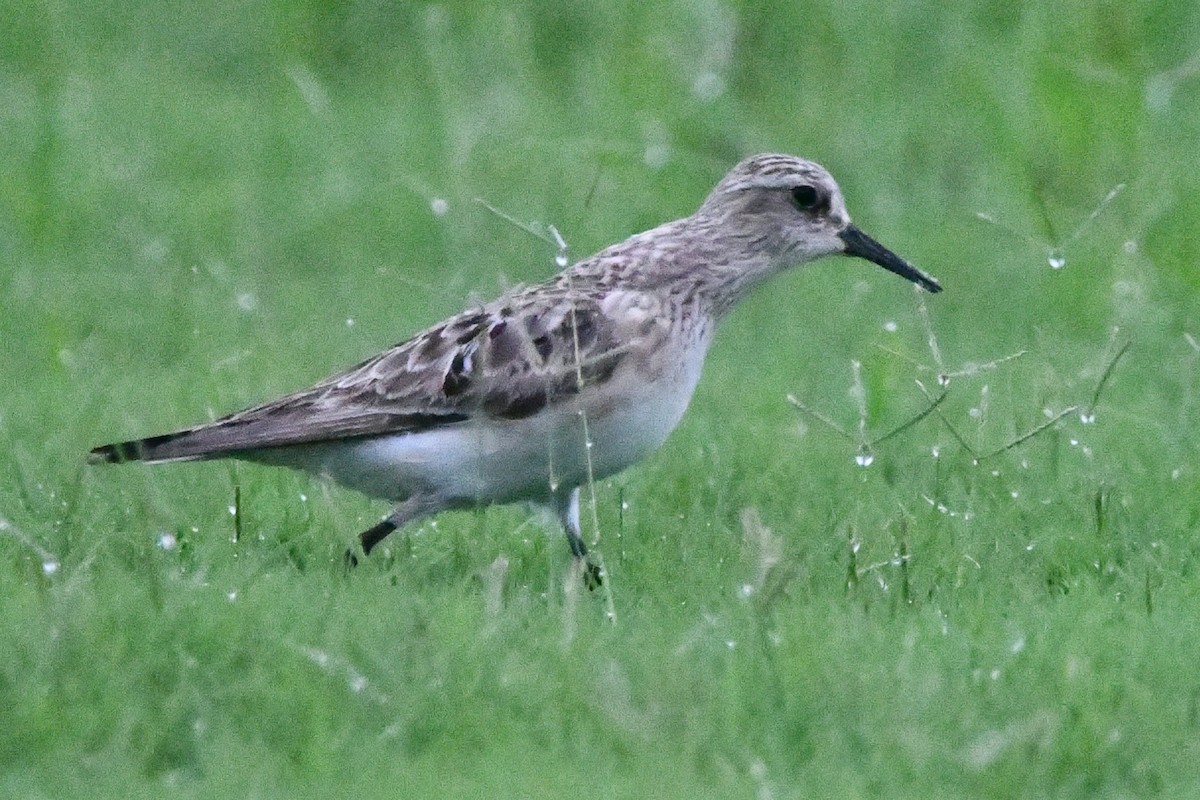 Baird's Sandpiper - ML623499505