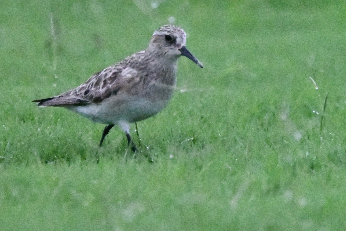 Baird's Sandpiper - Jessy Lopez Herra