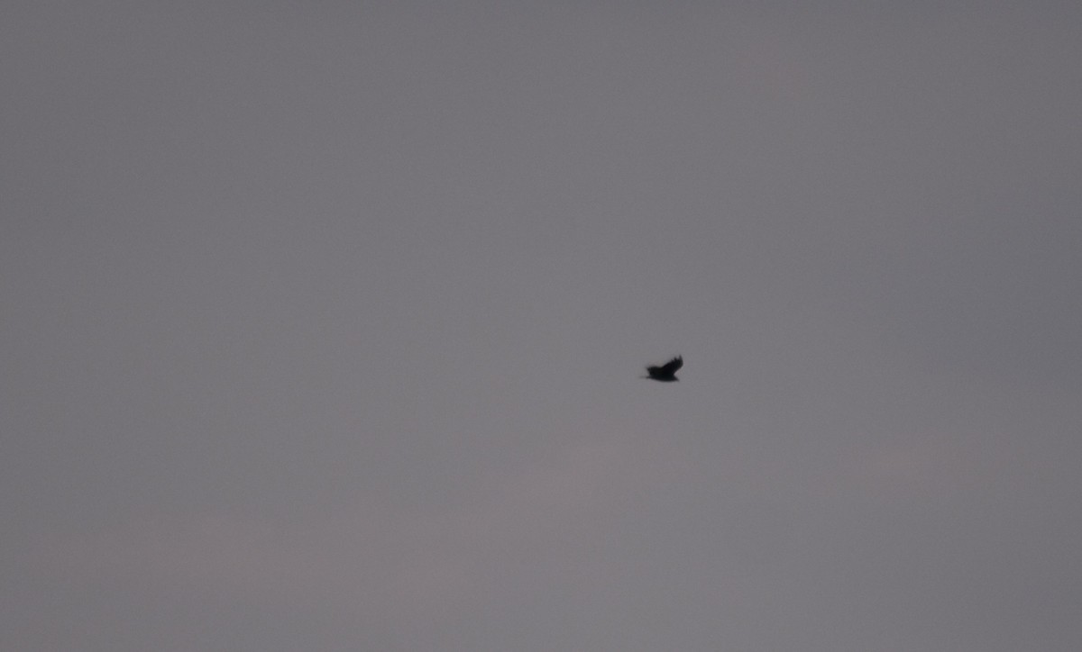 Turkey Vulture - ML623499583