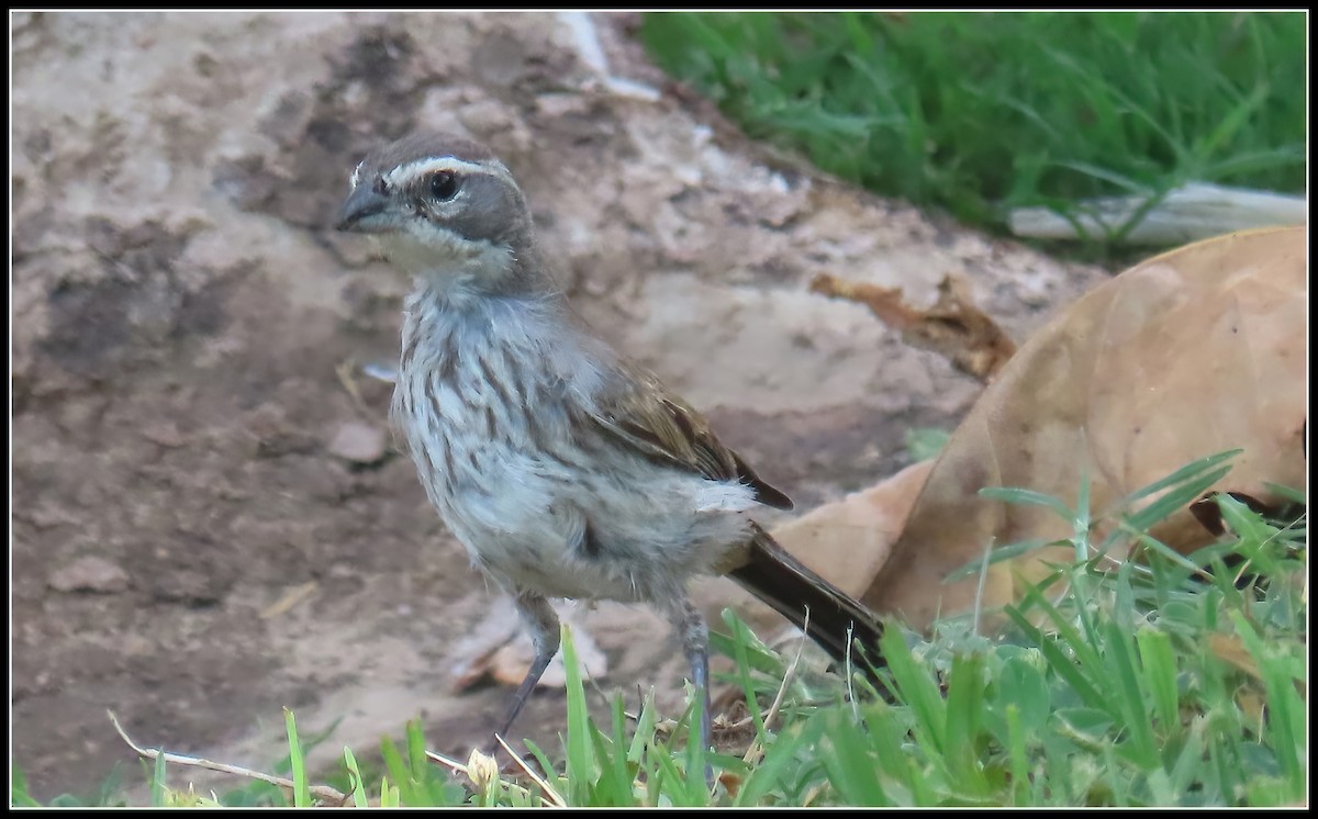 Black-throated Sparrow - Peter Gordon