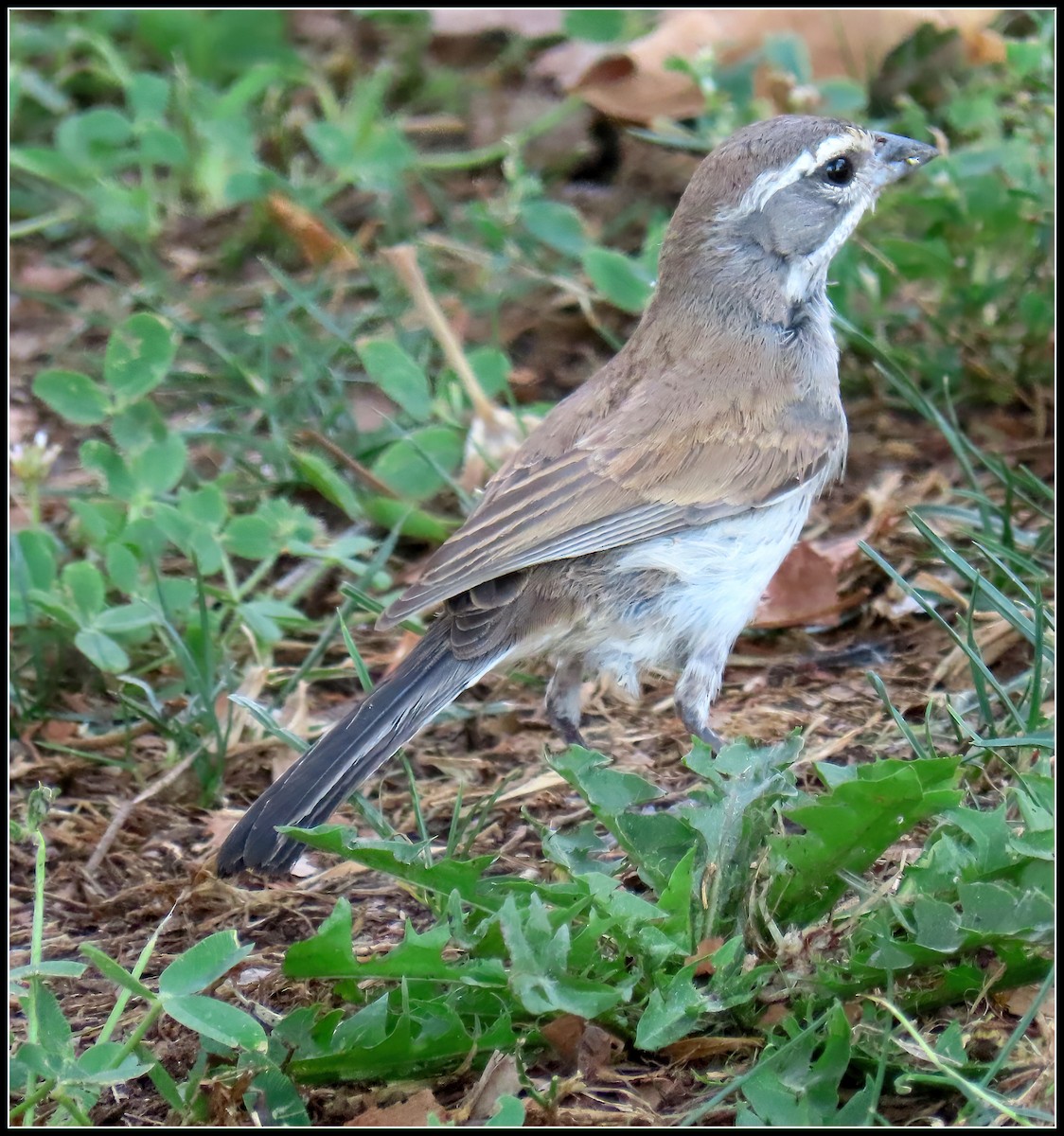 Black-throated Sparrow - ML623499592