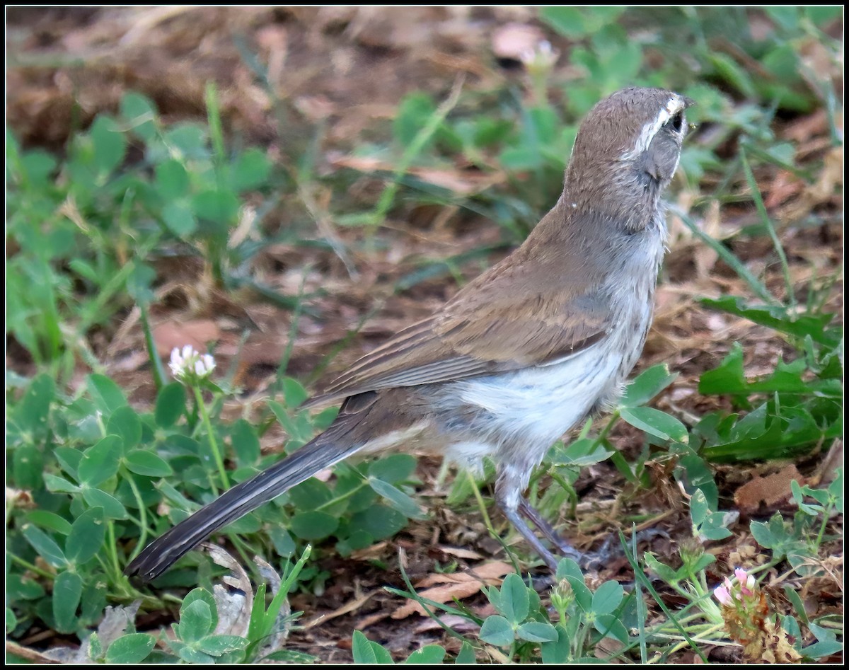 Black-throated Sparrow - Peter Gordon