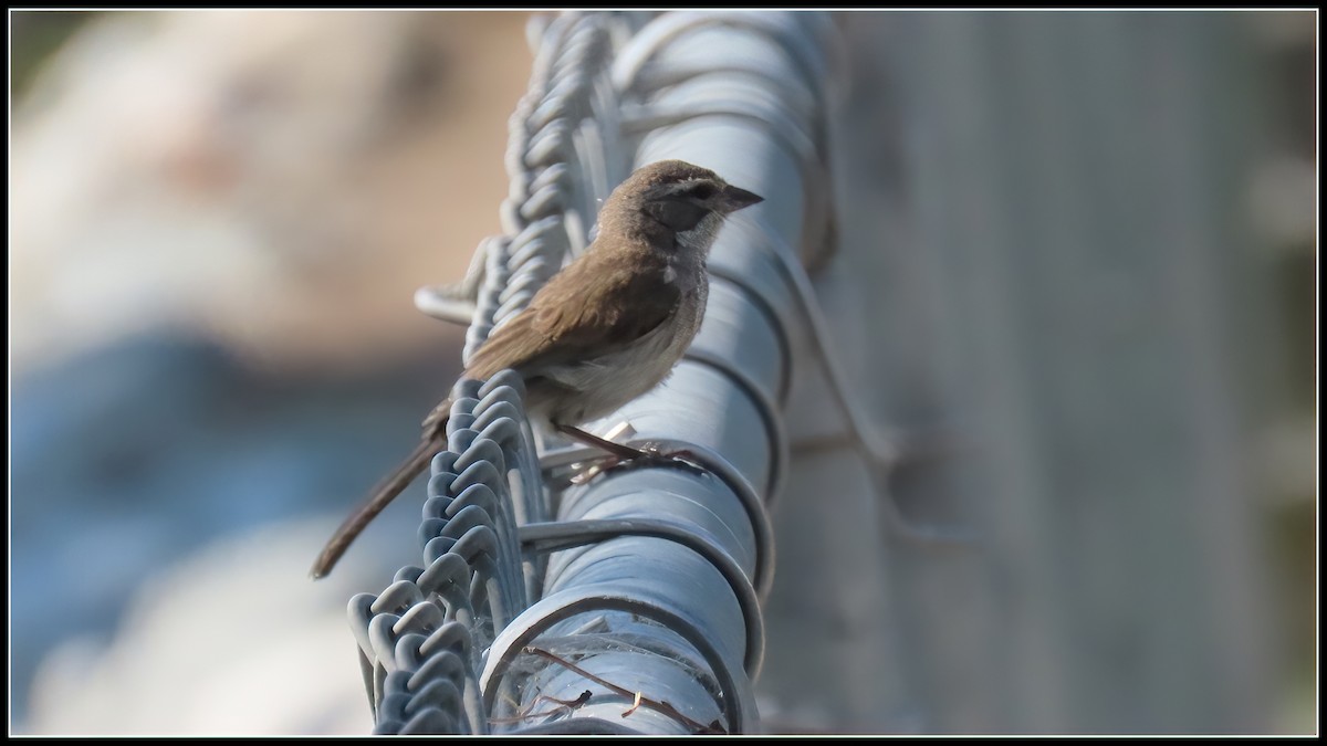 Black-throated Sparrow - ML623499595