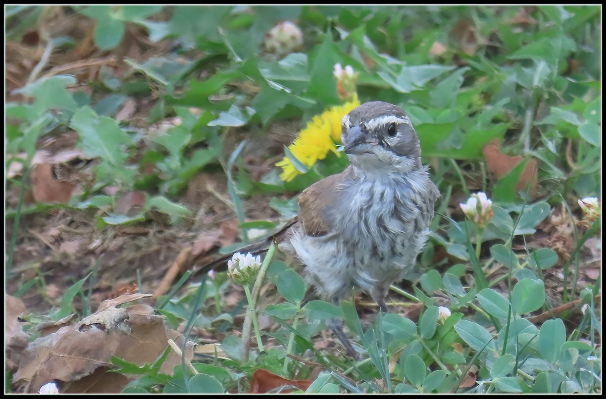 Black-throated Sparrow - ML623499597